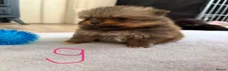 Pomeranian dogs for sale: Pomeranian puppies available for loving homes 💙💗 in Ilkeston - Advert 8