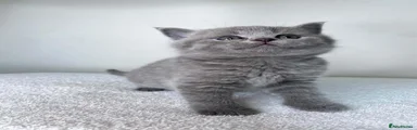 British Shorthair 2