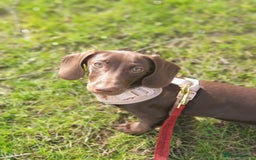 Miniature Dachshund dogs for sale: Dachshund Sad Rehome  - Image 13