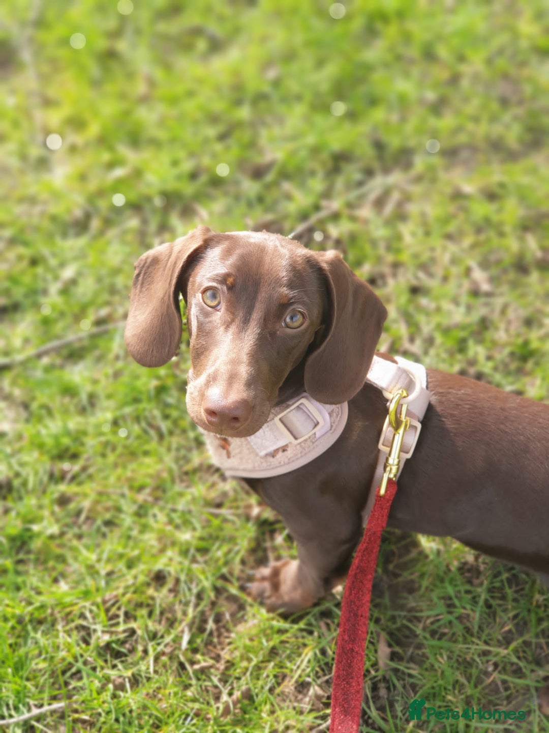Miniature Dachshund dogs for sale: Dachshund Sad Rehome  - Image 13
