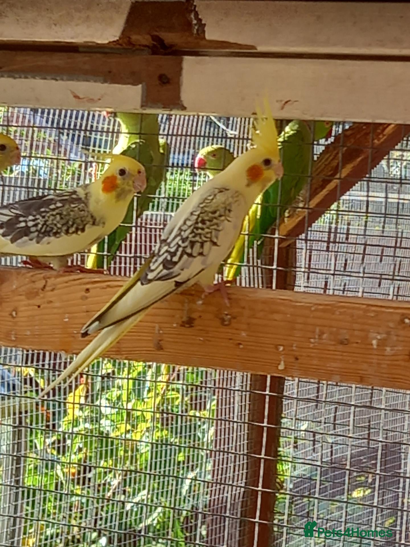 Cockatiels birds Cockatiels for sale £80 each - Advert 6