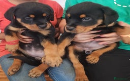 Rottweiler dogs for sale: Beautiful Rottweiler Puppies For Sale 🐾🖤 - Image 7