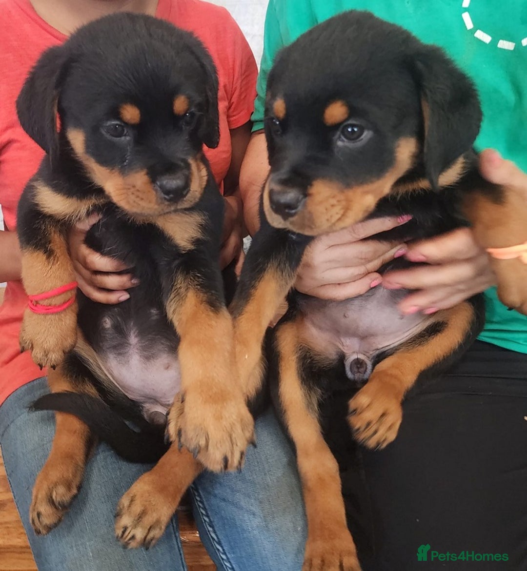 Rottweiler dogs for sale: Beautiful Rottweiler Puppies For Sale 🐾🖤 - Image 7