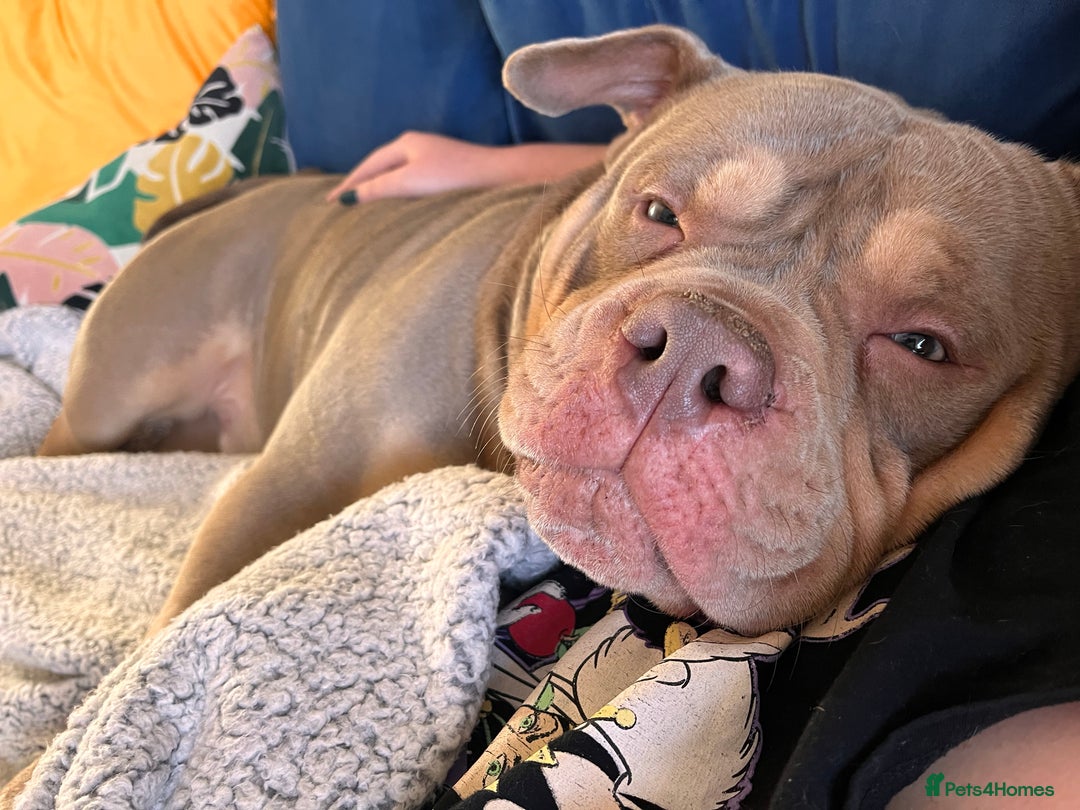 American Bully dogs for sale: Bruce - Advert 1