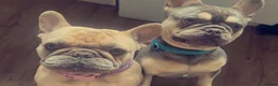 French Bulldog dogs for sale: Our boy Stitch 4yrs Pure pedigree & KC registered - Advert 8