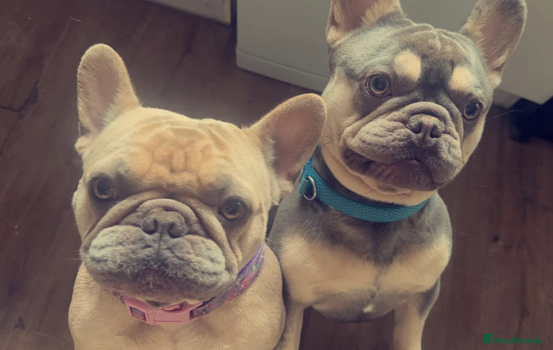 French Bulldog dogs for sale: Our boy Stitch 4yrs Pure pedigree & KC registered - Advert 8