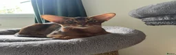 Abyssinian cats for sale: Beautiful Abyssinian cats - Advert 3