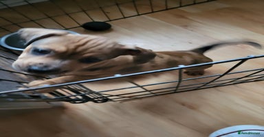 Dachshund dogs - Advert 4