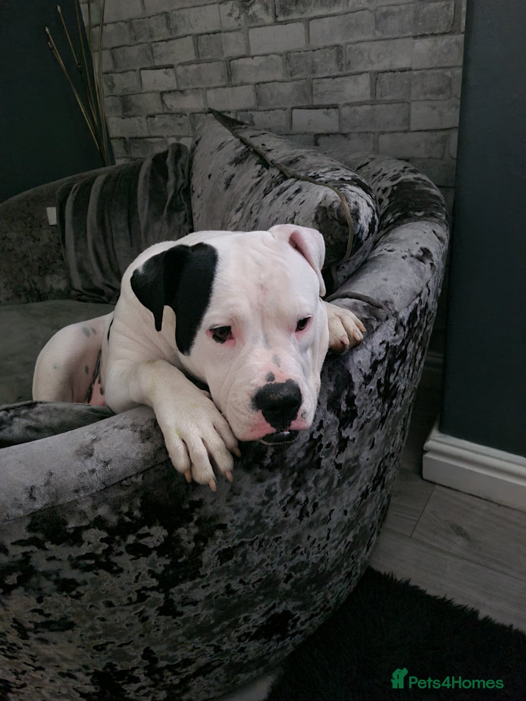 Alapaha Blue Blood Bulldog dogs for stud: Bitch looking for stud - Advert 8