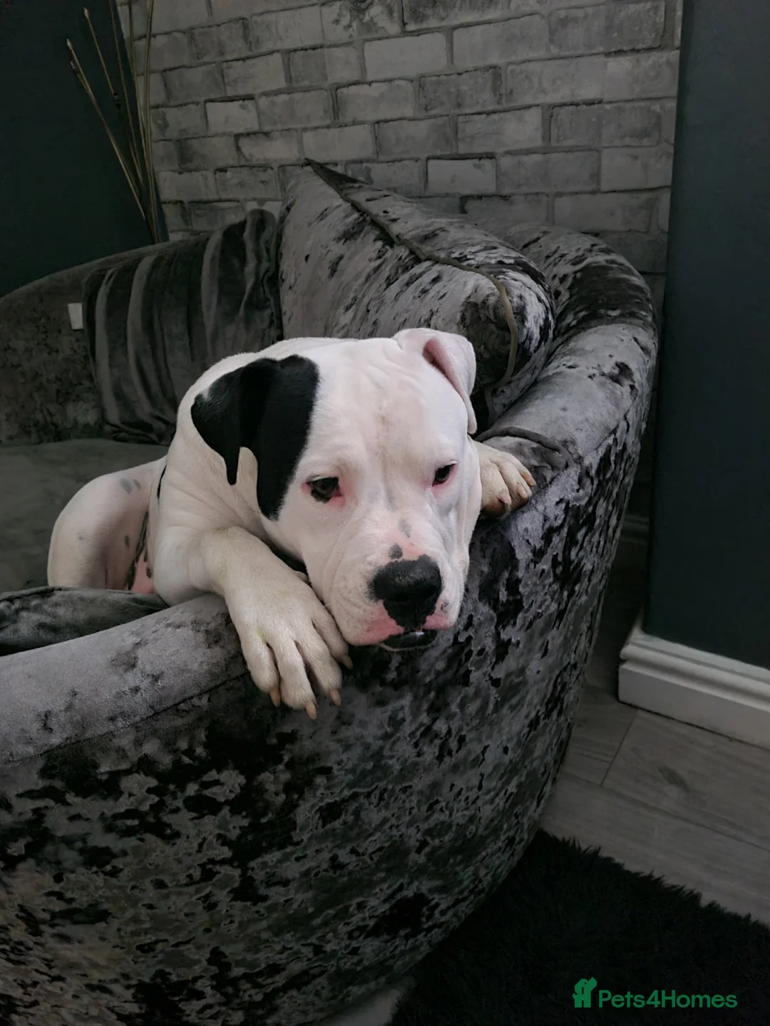 Alapaha Blue Blood Bulldog dogs for stud: Bitch looking for stud - Advert 8