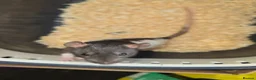 Rat rodents for sale: Gorgeous baby Rats Ready to Go Mainly Top Eared - Advert 6