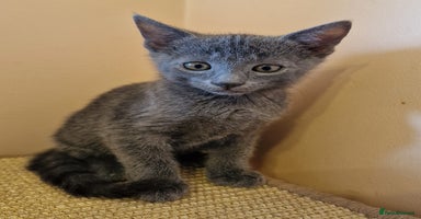 Russian Blue cats - Advert 2
