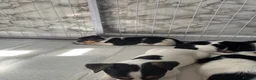 Jack Russell dogs for sale: 8 tradational Jack Russell puppys  - Advert 35