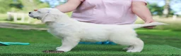 Golden Retriever dogs for sale: Beautiful KC Registered golden retriever puppies - Advert 6