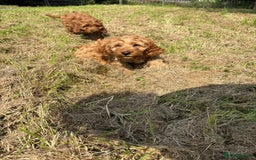 Cockapoo dogs for sale: Red Cockapoos for sale - Image 3