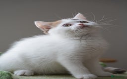 British Shorthair cats for sale: Health tested and registered Chocolate BSH - Image 8