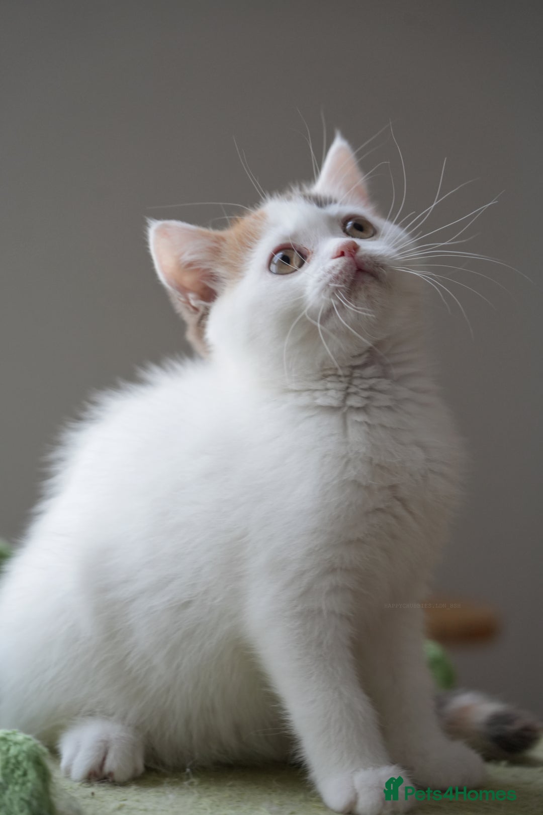 British Shorthair cats for sale: Health tested and registered Chocolate BSH - Image 8