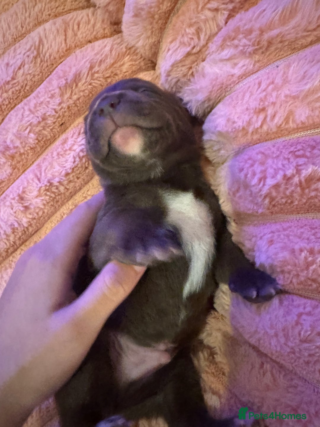 Mixed Breed dogs for sale: Shar Pei cross breed X Labrador Puppies  - Advert 25