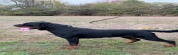 Rottweiler dogs for stud: Stunning 2-Year-Old Rottweiler Stud  - Advert 4