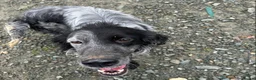 English Setter dogs for adoption: Enzo needs a loving home  - Advert 3