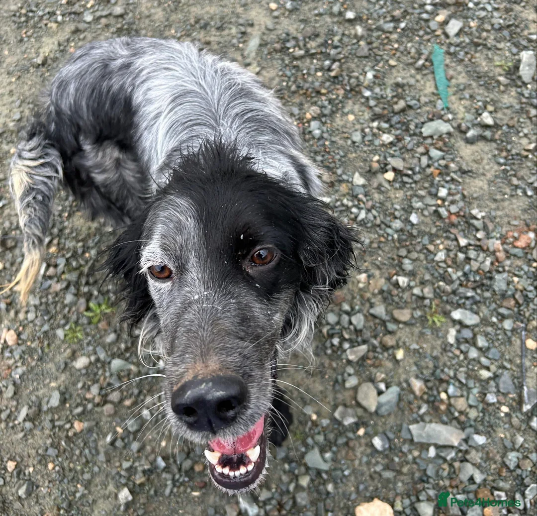 English Setter dogs for adoption: Enzo needs a loving home  - Advert 3
