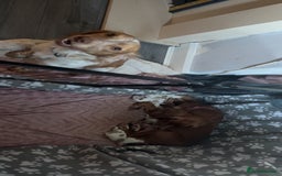 Cocker Spaniel dogs for sale: 7 beautiful cocker spaniel puppies 🩷💙 - Advert 18