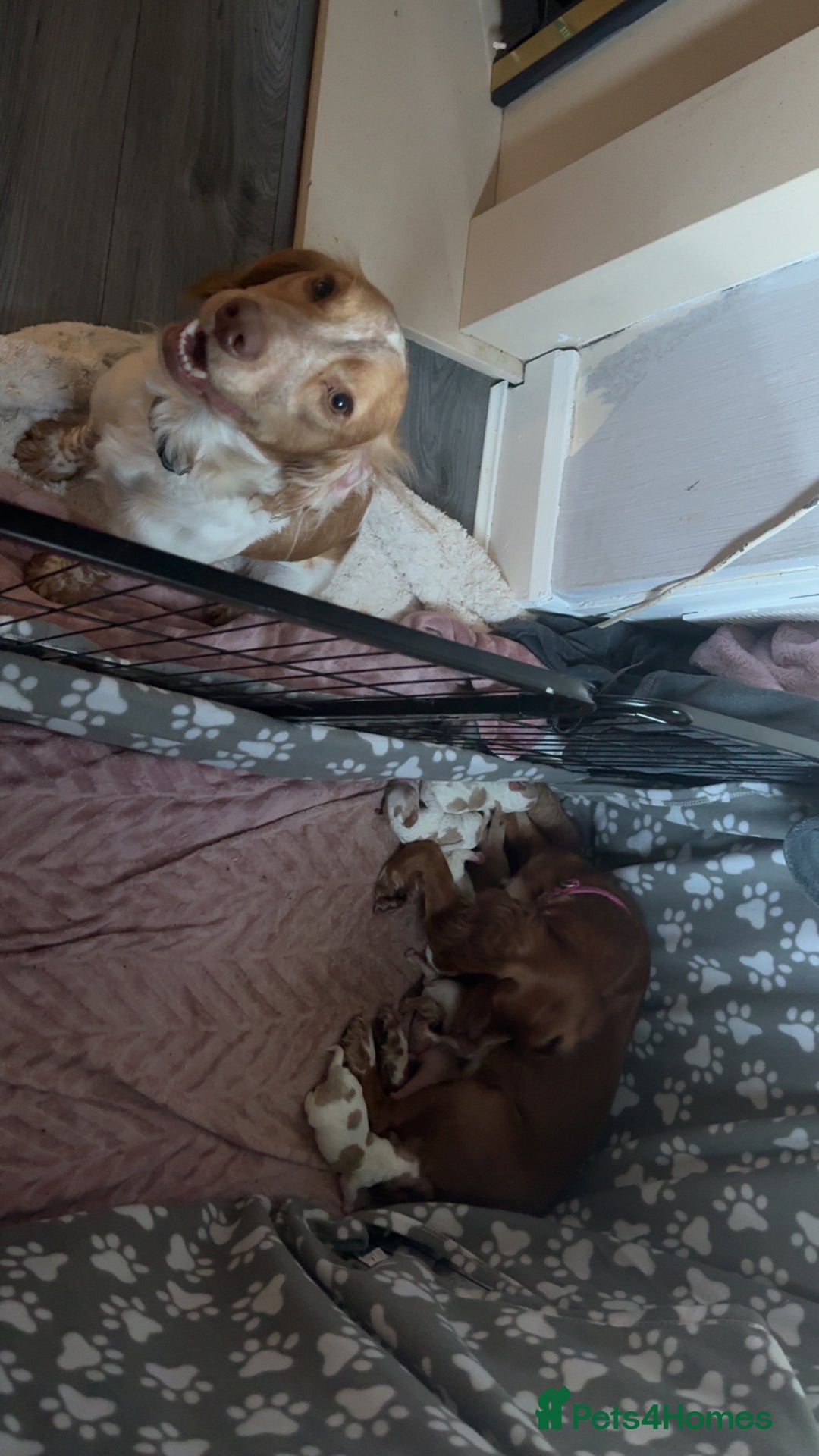 Cocker Spaniel dogs for sale: 7 beautiful cocker spaniel puppies 🩷💙 - Advert 18