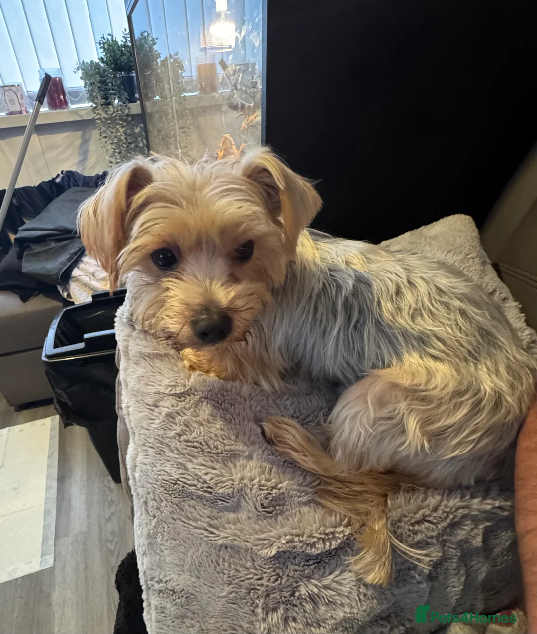 Yorkshire Terrier dogs for sale: Very small Female Yorkshire Terrier - Advert 2