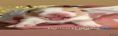 Lightest EE Red Boy 