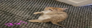 Scottish Fold 4