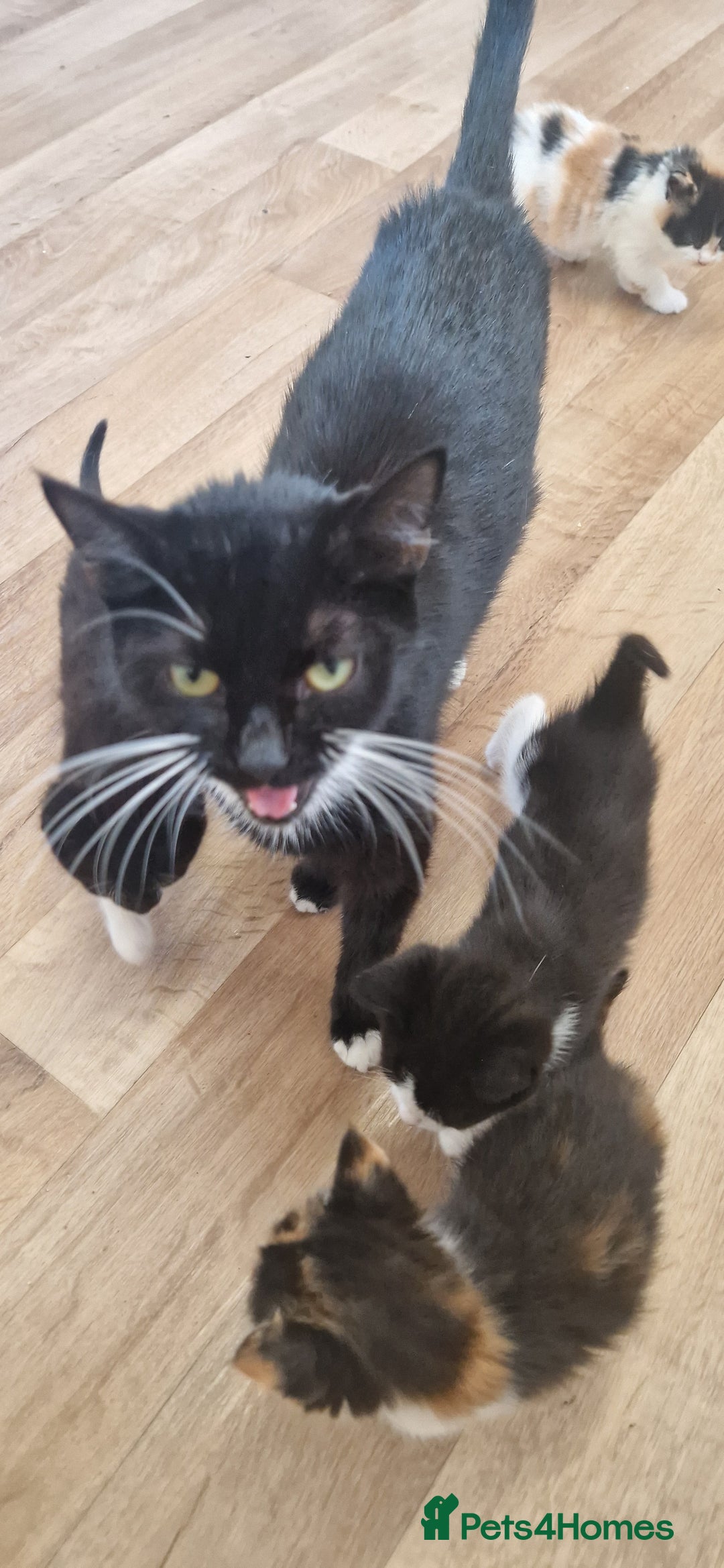 Mixed Breed cats for sale: Litter of 6 healthy beautiful kittens - Image 6
