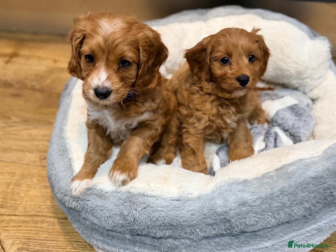 Cavapoo dogs for sale: F1 Toy Cavapoo’s  - Advert 2