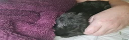 Mixed Breed rabbits for sale: 1 Male Rabbit Kit. Fully Vaccinated.  - Advert 4