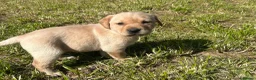 Labrador Retriever dogs for sale: Beautiful Litter of Labrador Puppies - Advert 19