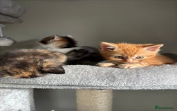 Persian cats for sale: mixed bombay and persian kittens  - Image 33