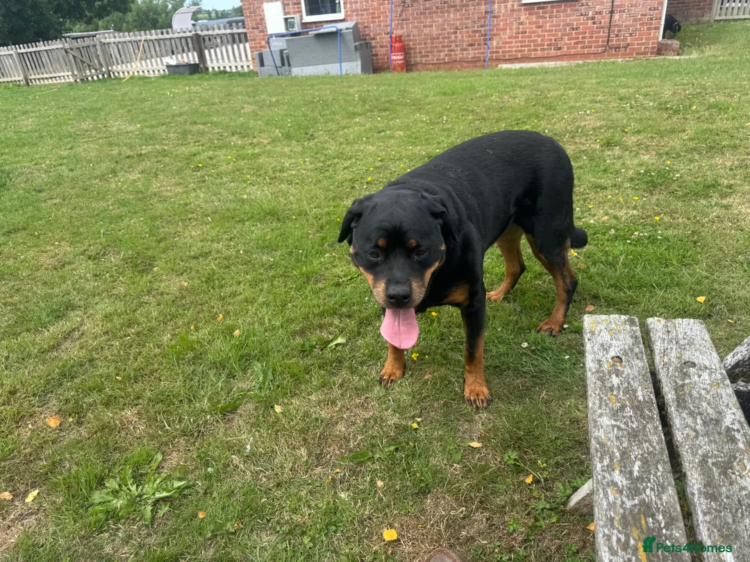 Labrador Retriever dogs for stud: KC REGISTERED LABRADOR STUD  - Advert 16