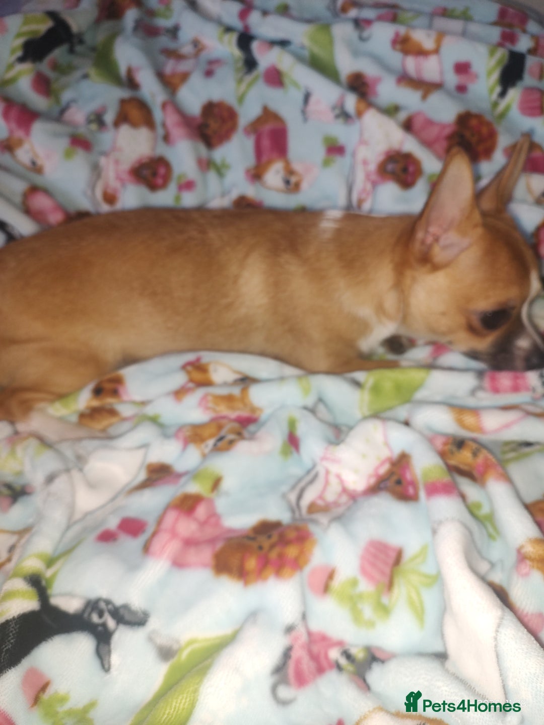 Chihuahua dogs for sale: Adorable Loving hand reared ready now Chihuahuas - Advert 29