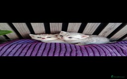 British Shorthair cats for sale: Blue eyed Silver tabby shaded BSH x Russian blue  - Image 3
