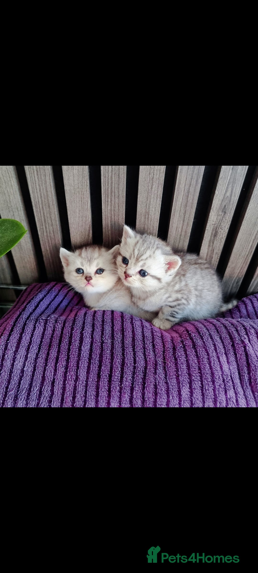British Shorthair cats for sale: Blue eyed Silver tabby shaded BSH x Russian blue  - Image 3