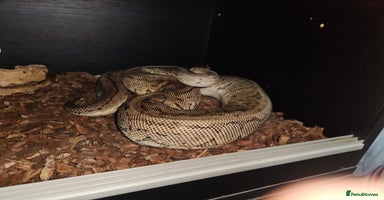 Python Snake reptiles - Advert 16