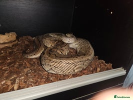 Python Snake reptiles - Advert 6