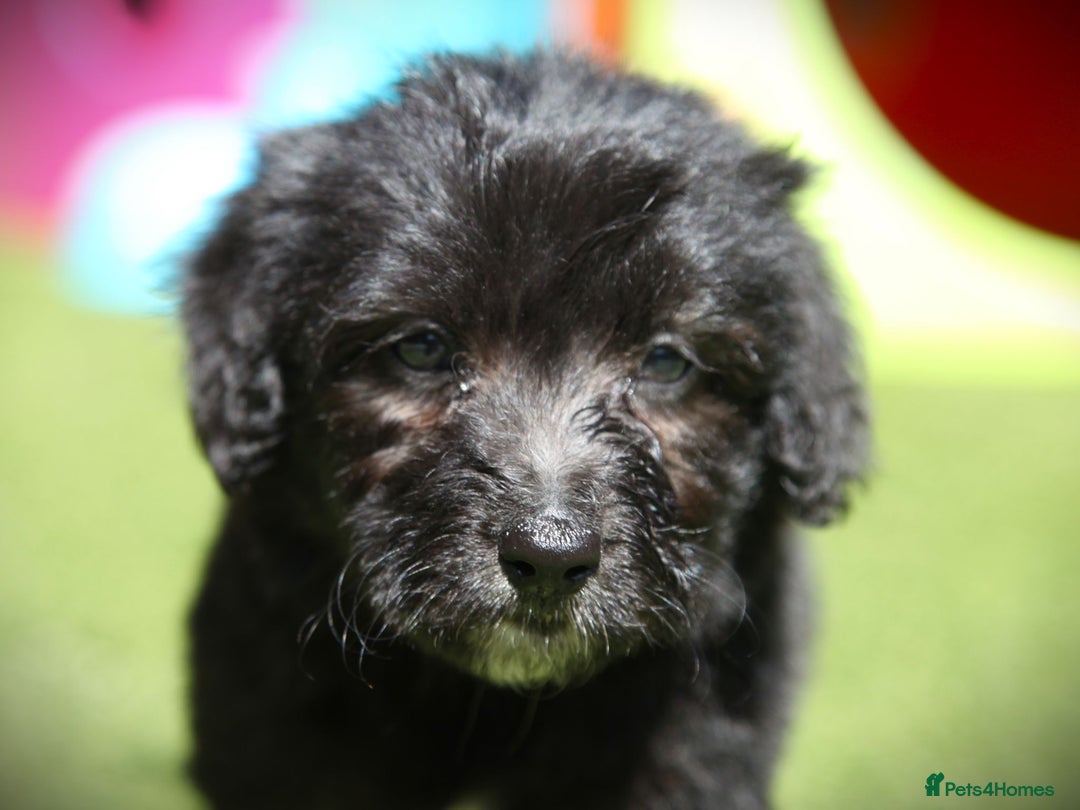 Bordoodle dogs for sale: Bordoodles Raised Right ✨ - Image 12