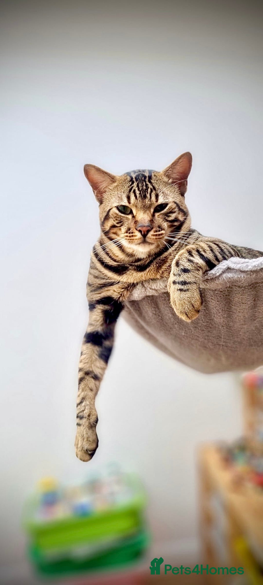 Mixed Breed cats for sale: 🌟 Exquisite Ragdoll × Bengal Kittens 🌟 - Advert 40