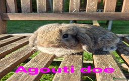 Mini Lop rabbits for sale: Mini lop babies  - Image 9
