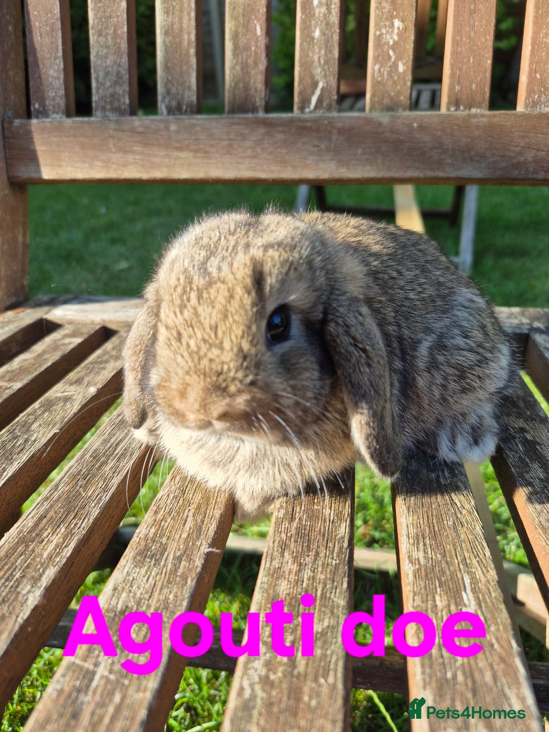 Mini Lop rabbits for sale: Mini lop babies  - Image 9