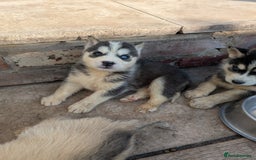 Siberian Husky dogs for sale: 5 Syberrian Husky puppies - Image 26