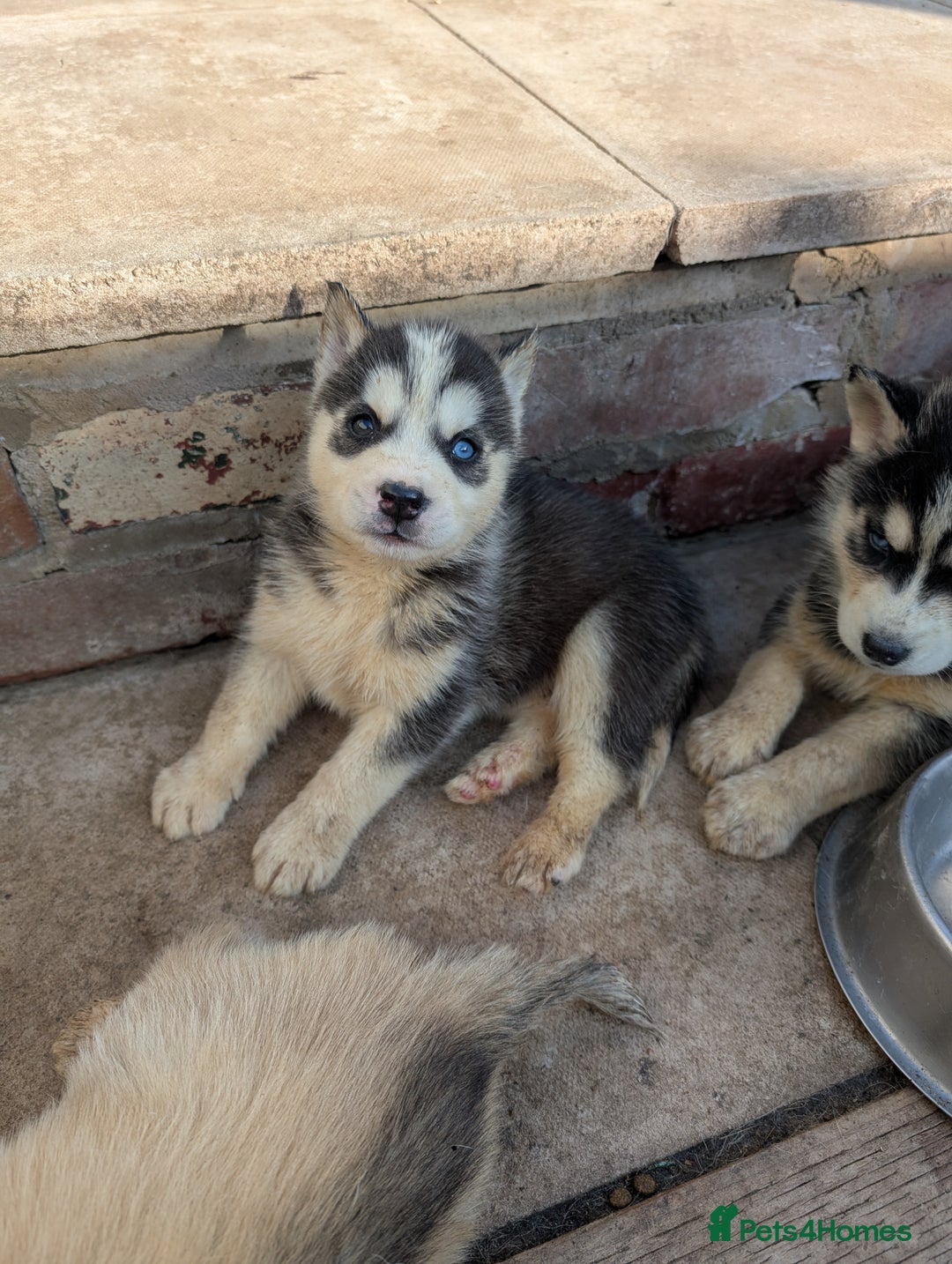 Siberian Husky dogs for sale: 5 Syberrian Husky puppies - Image 26