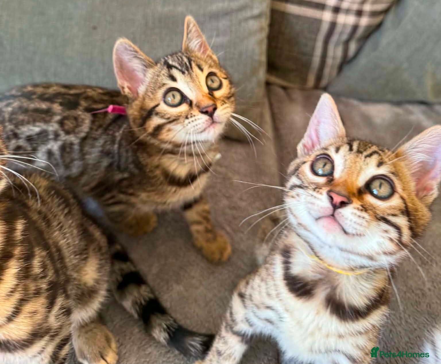 Bengal cats for sale: TICA Rare Snow & Charcoal carrying Bengal kittens! - Advert 18
