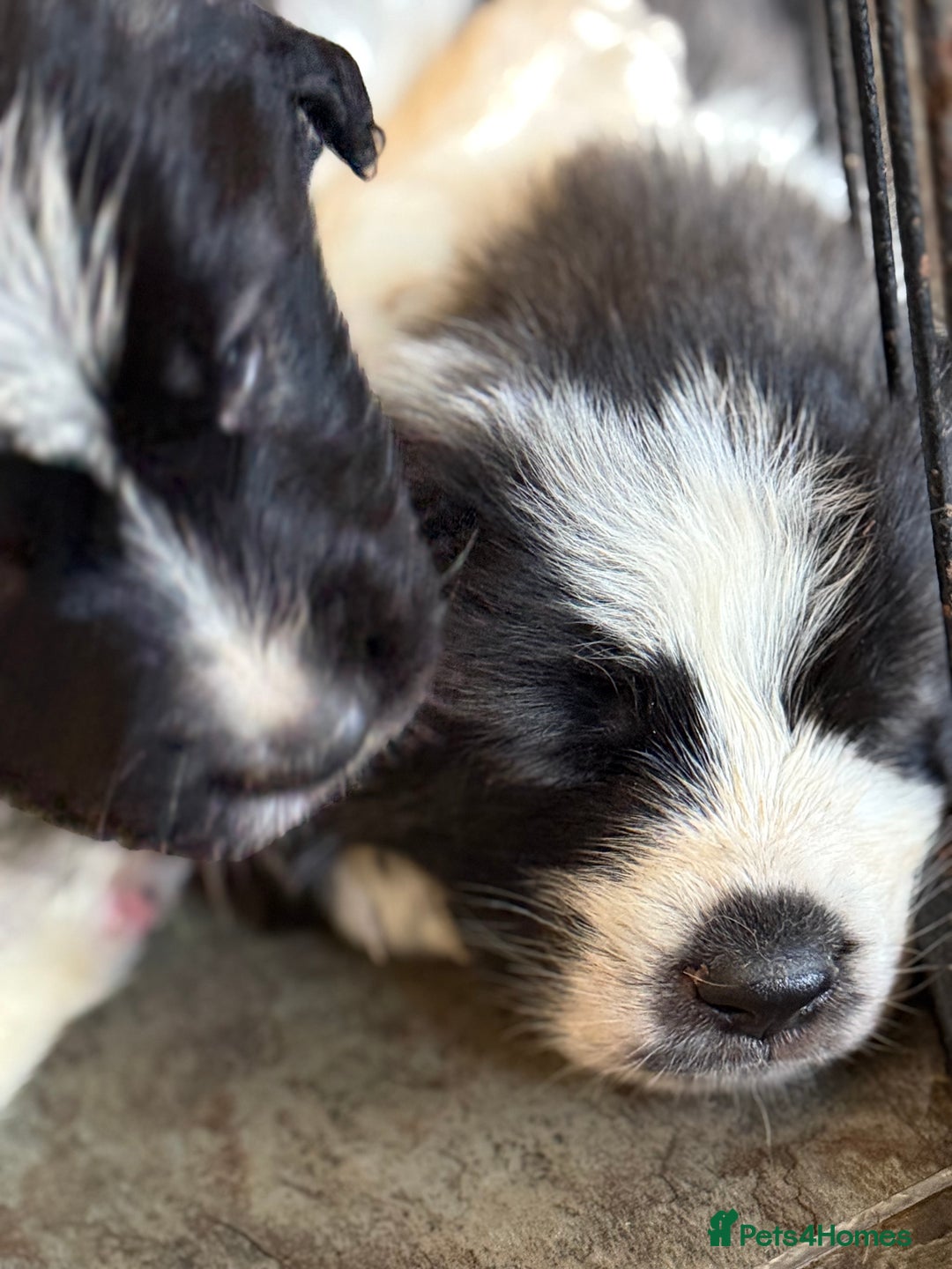 Pyrenean Mastiff dogs for sale: KC registered Pyrenean Mastiffs - Image 11