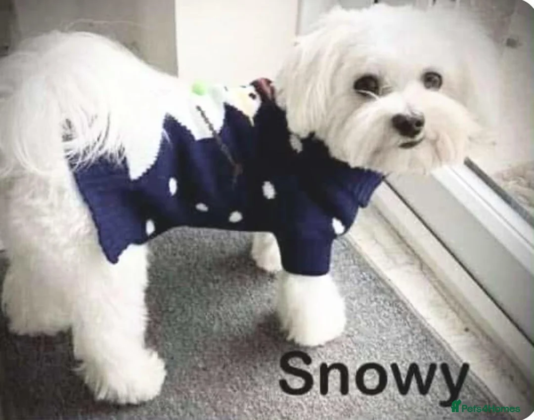 Maltipoo dogs for sale: 🩷 MALTIPOO PUPPIES 💙 - Advert 2